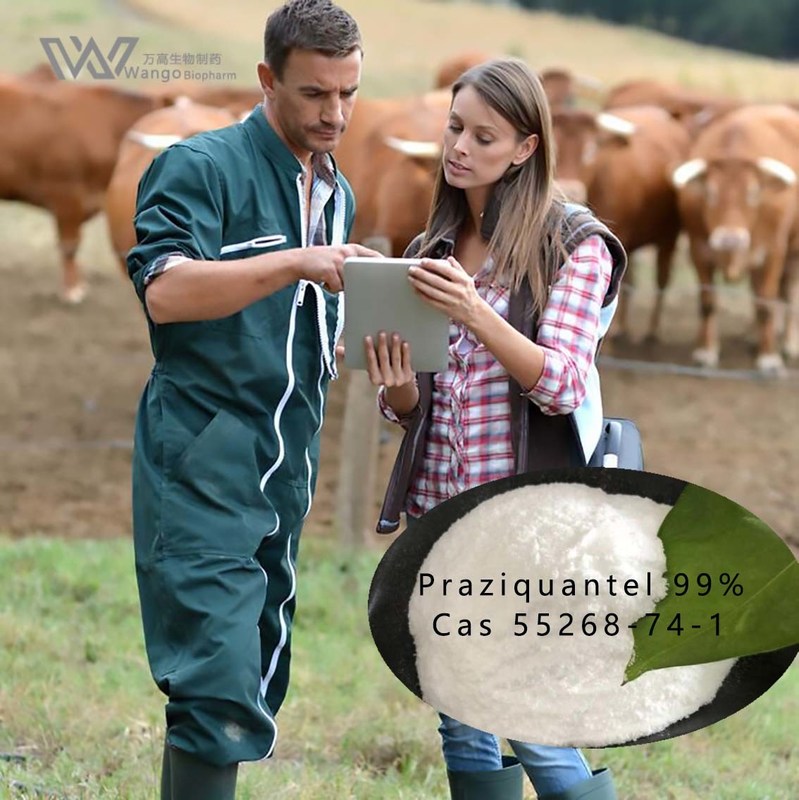 Cas 55268-74-1 Anthelmintic Praziquantel 99% Powder For Antiparasitic